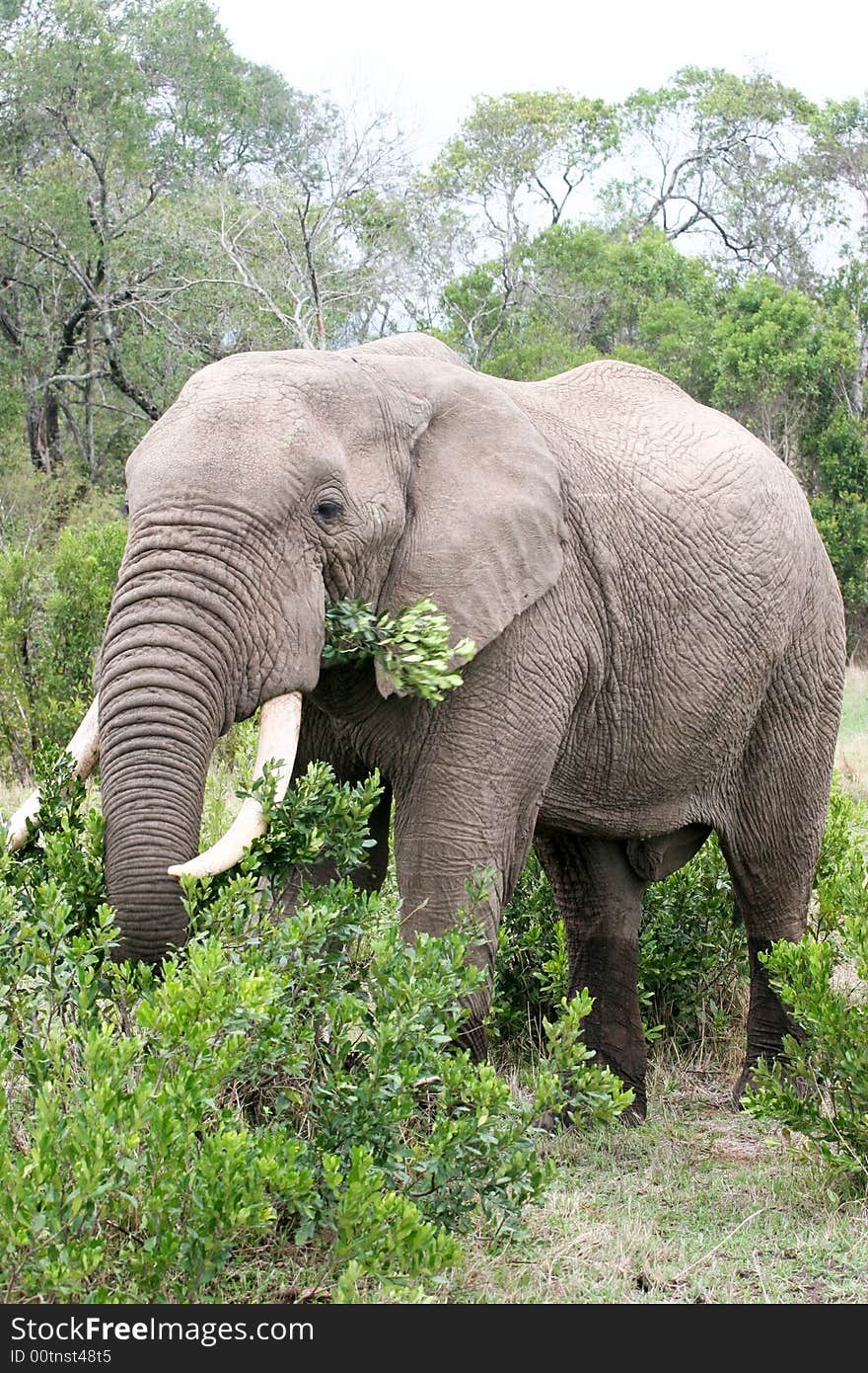 En elephant eating in the reserve of the masai mara. En elephant eating in the reserve of the masai mara