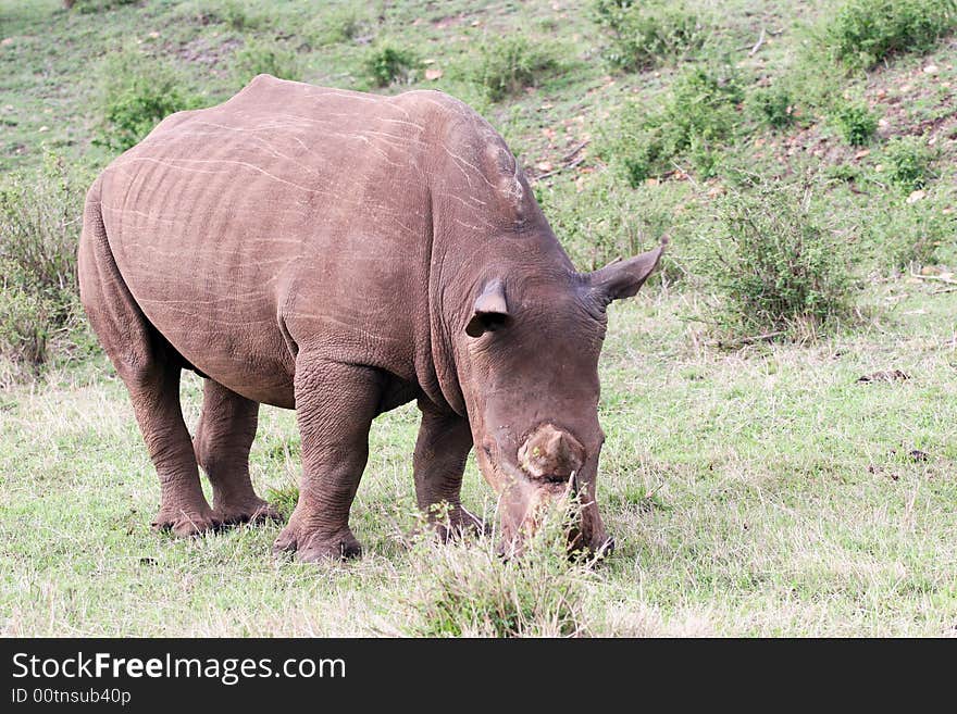 White rhino