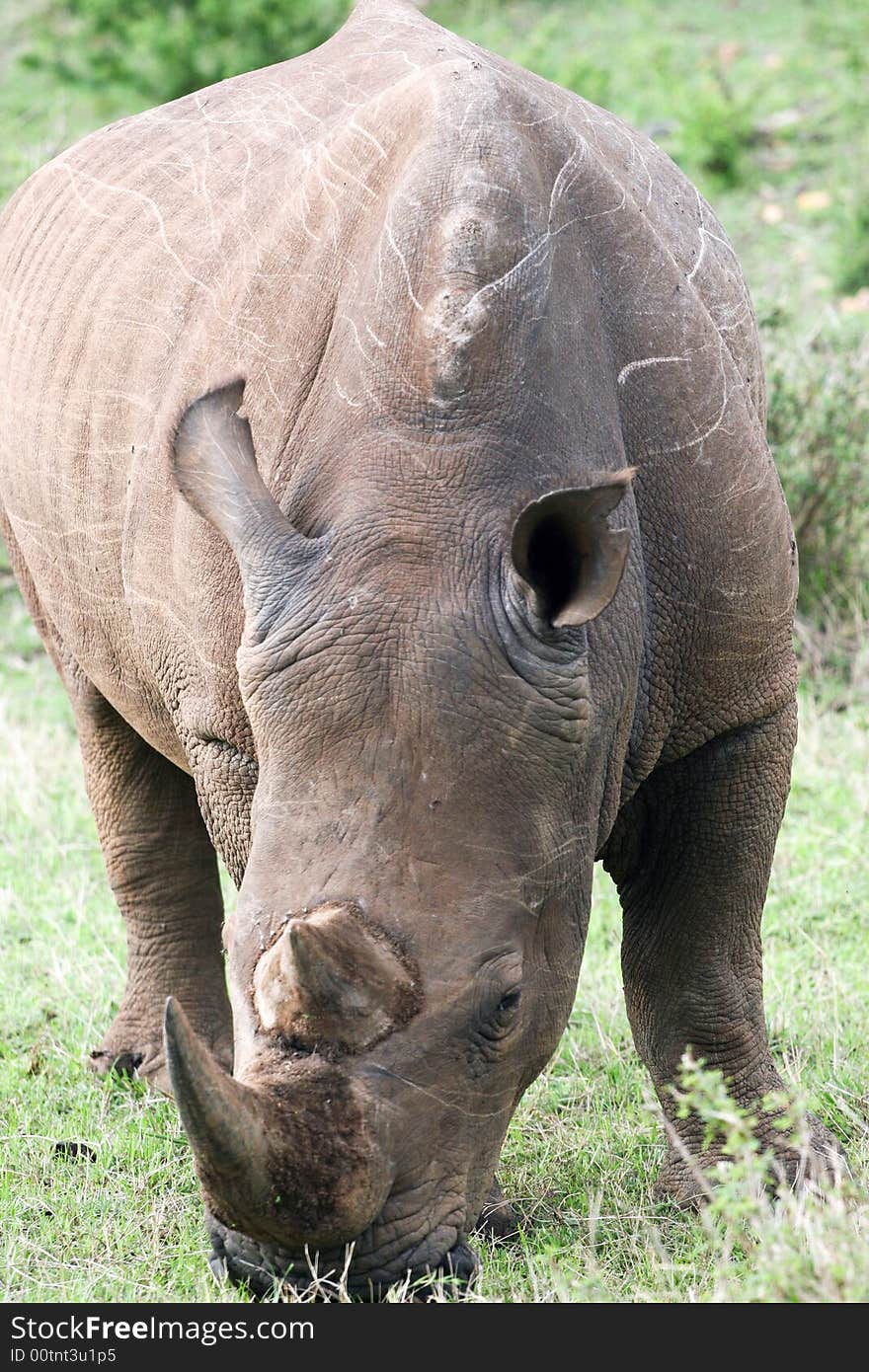 White rhino