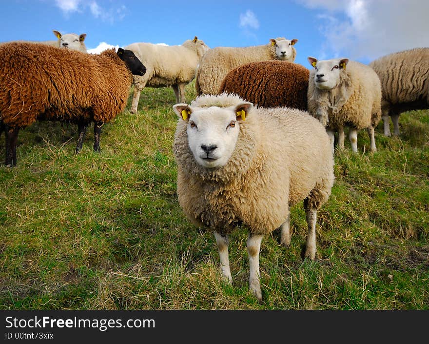 Sheep In Spring