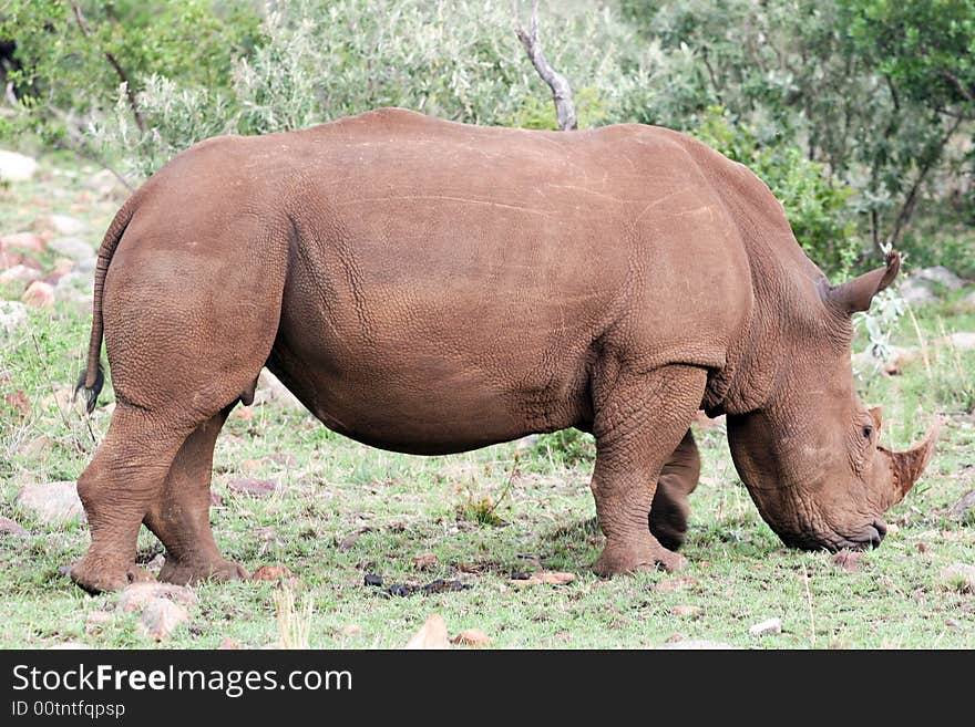 White rhino