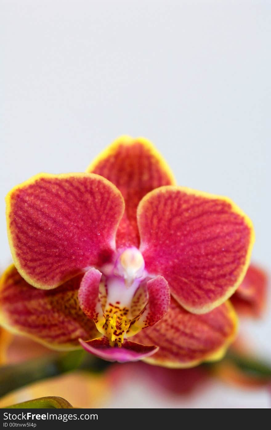 Orchid