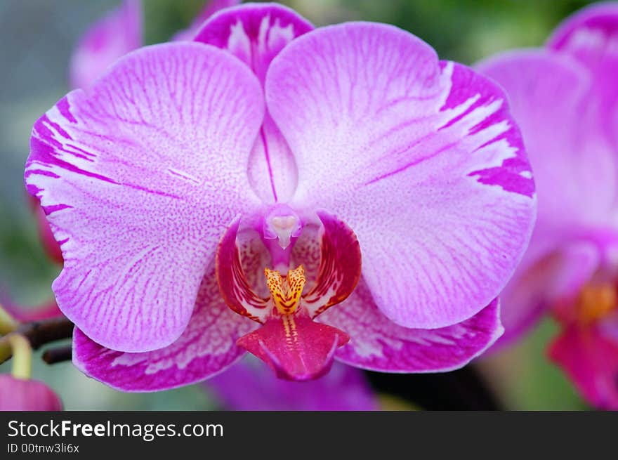 Orchid