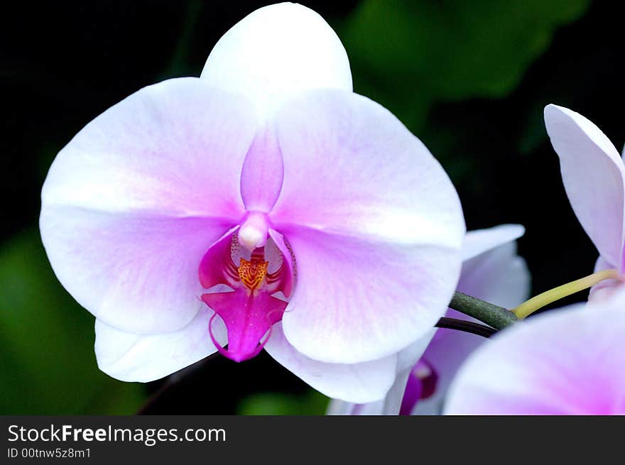 Orchid