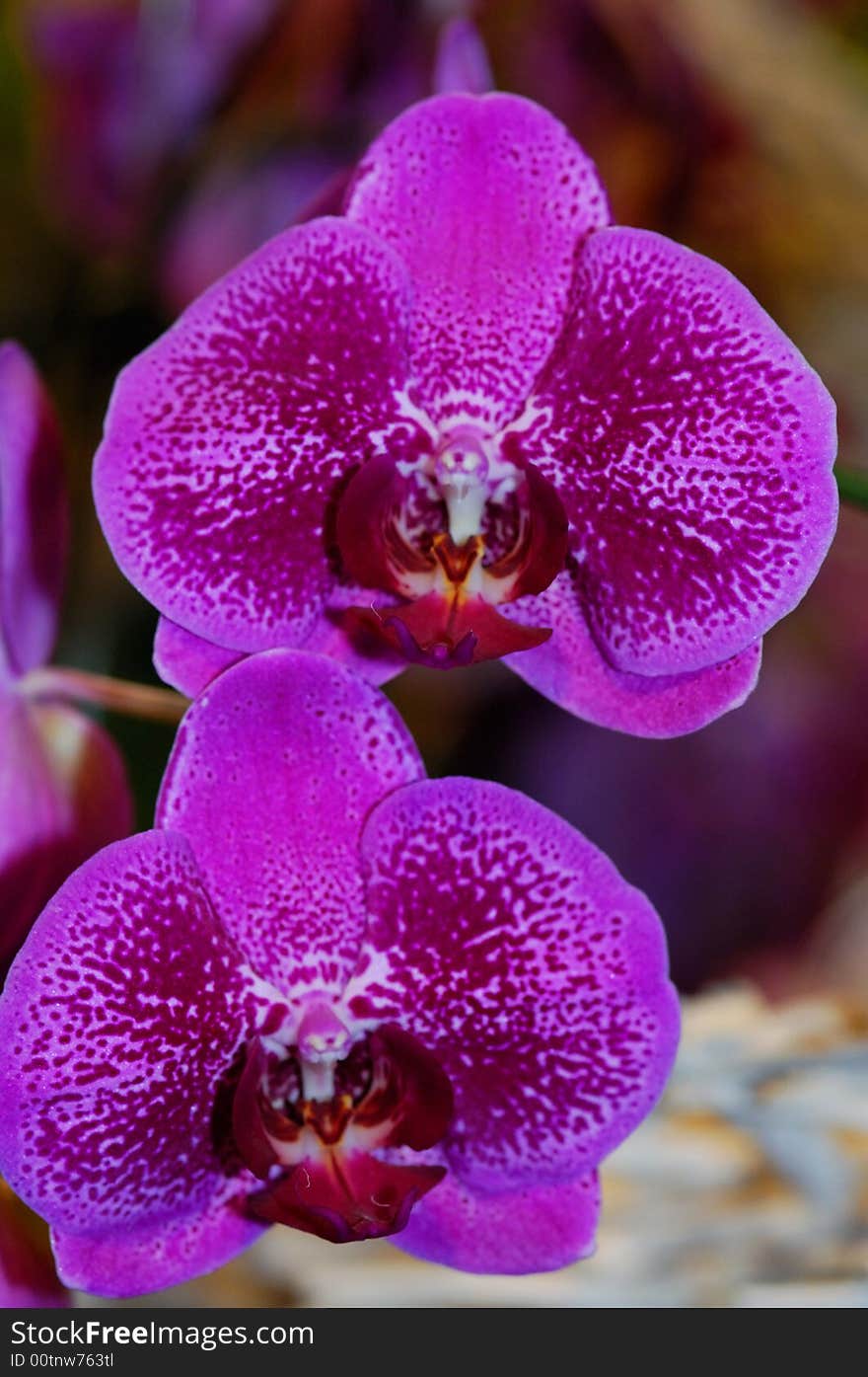 Orchid