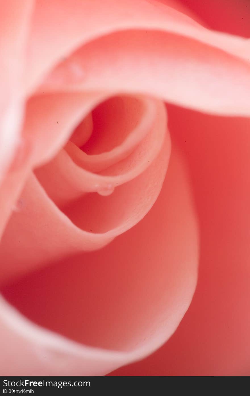 Fresh red rosebud with droplets macro as Valentine's soft background for greeting card. Fresh red rosebud with droplets macro as Valentine's soft background for greeting card