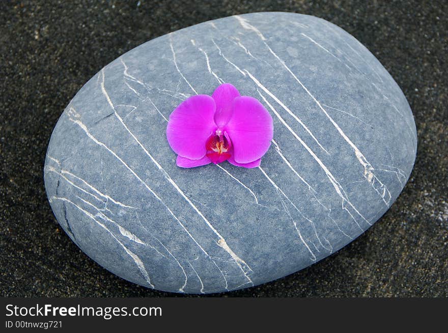 Orchid And Stone