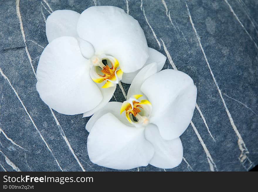 Orchid and stone