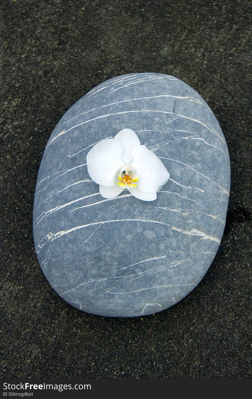 Orchid and stone