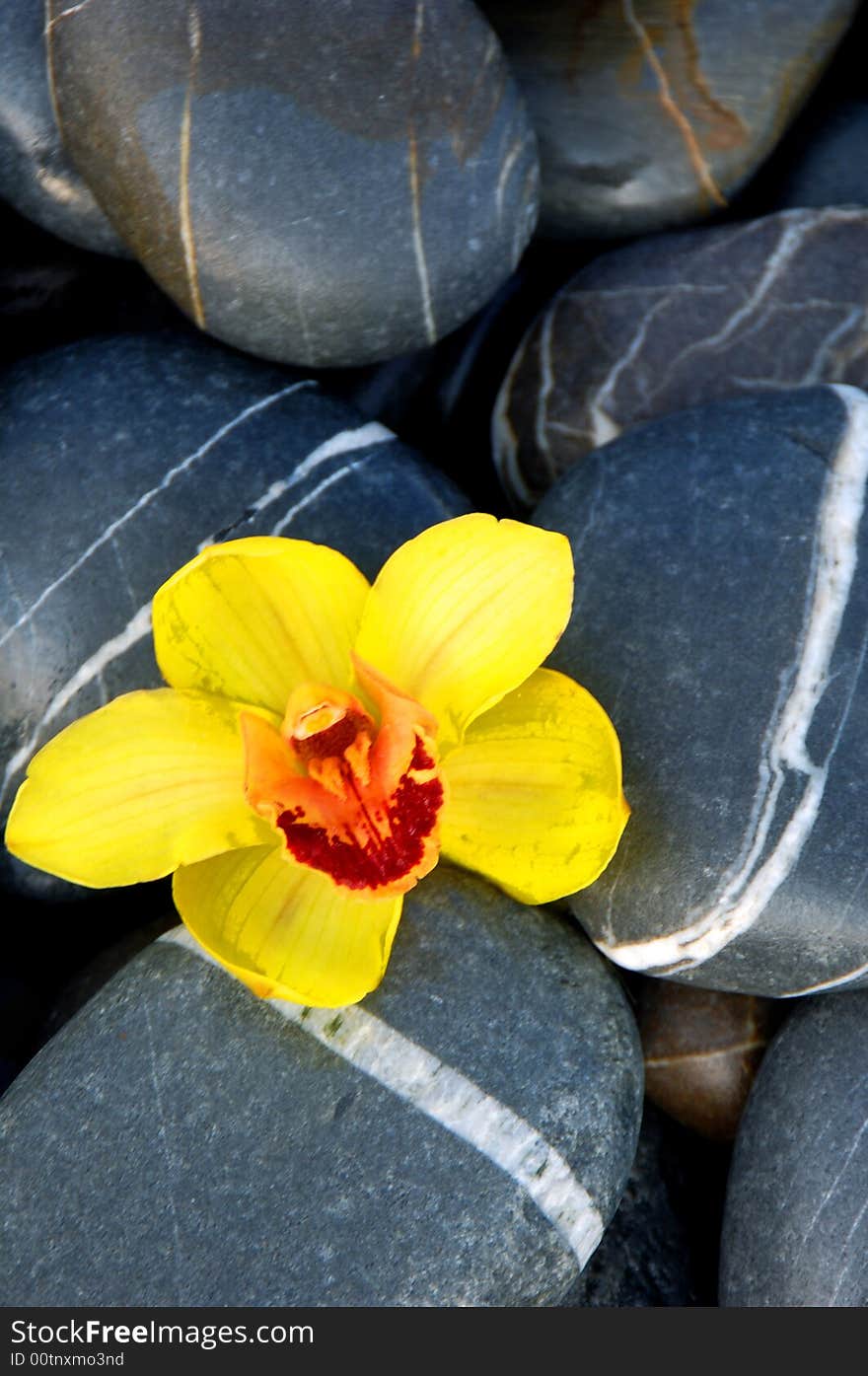 Orchid and stone