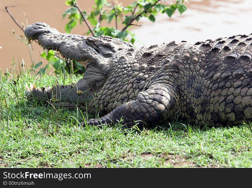 Crocodile waiting