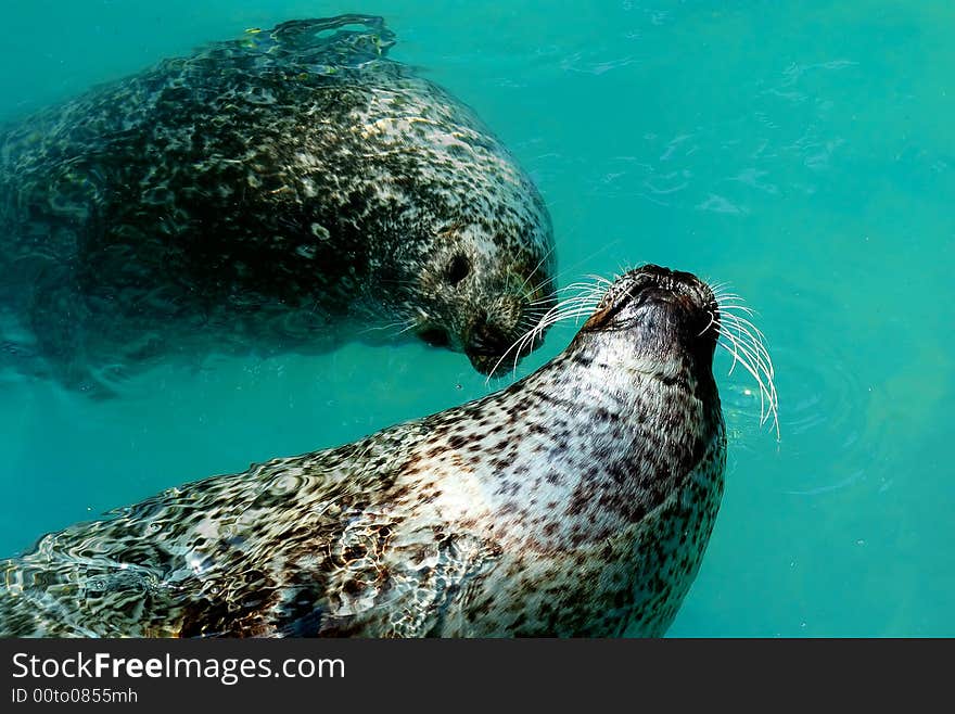 Seals