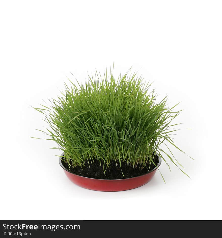 Green Fresh Grass