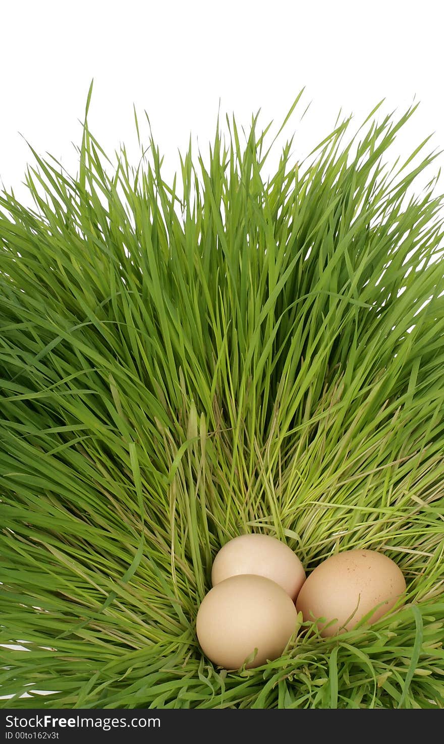 Three easter eggs in a grass nest