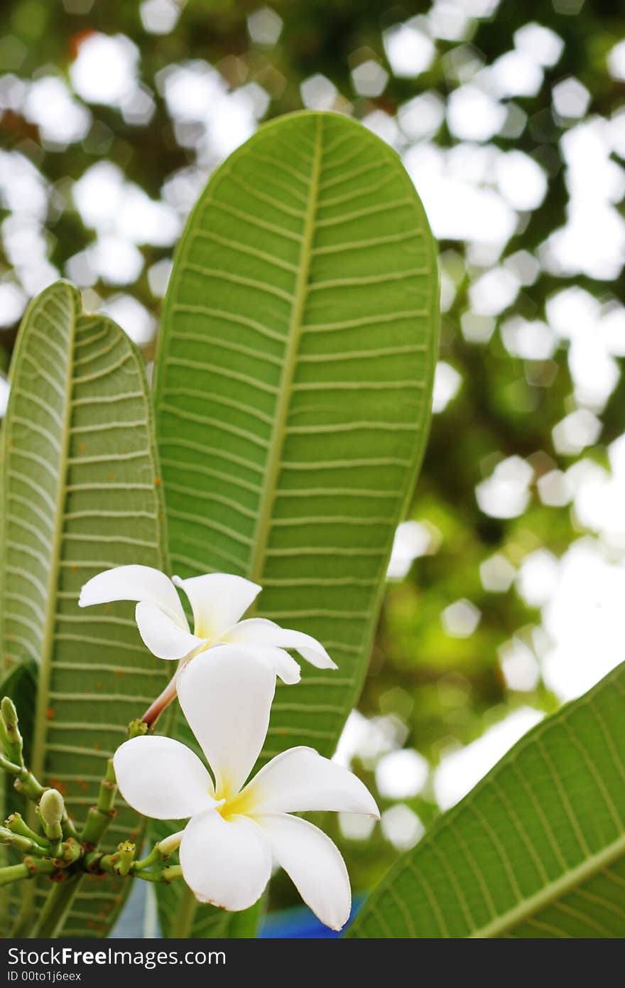 Fragapani flowers growing on a tree in Thailand.