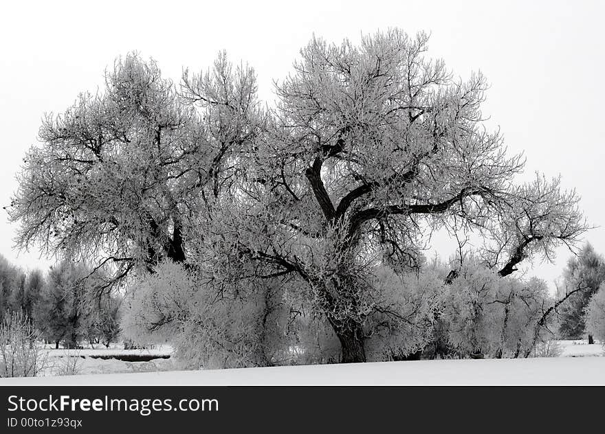 Hoar frost blankets the trees on a foggy winter morning near the Big Thompson River. Hoar frost blankets the trees on a foggy winter morning near the Big Thompson River.