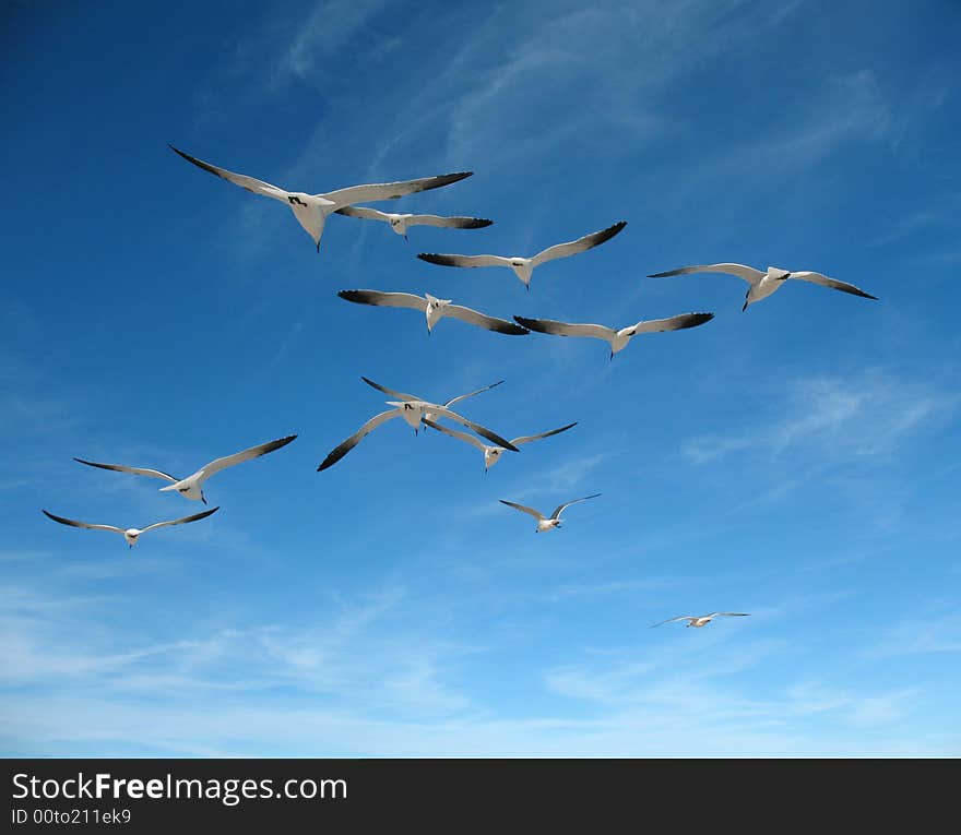 Seagulls