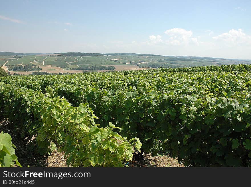 Vast extent of ground with luxuriant vineyards