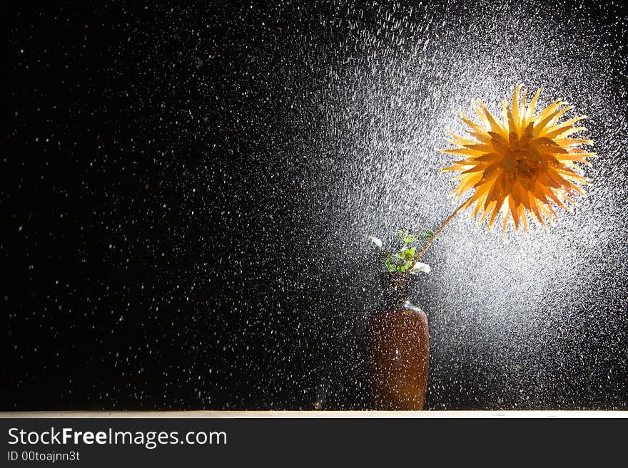 Flower dahlia gold crown in vase and shining droplets of water.