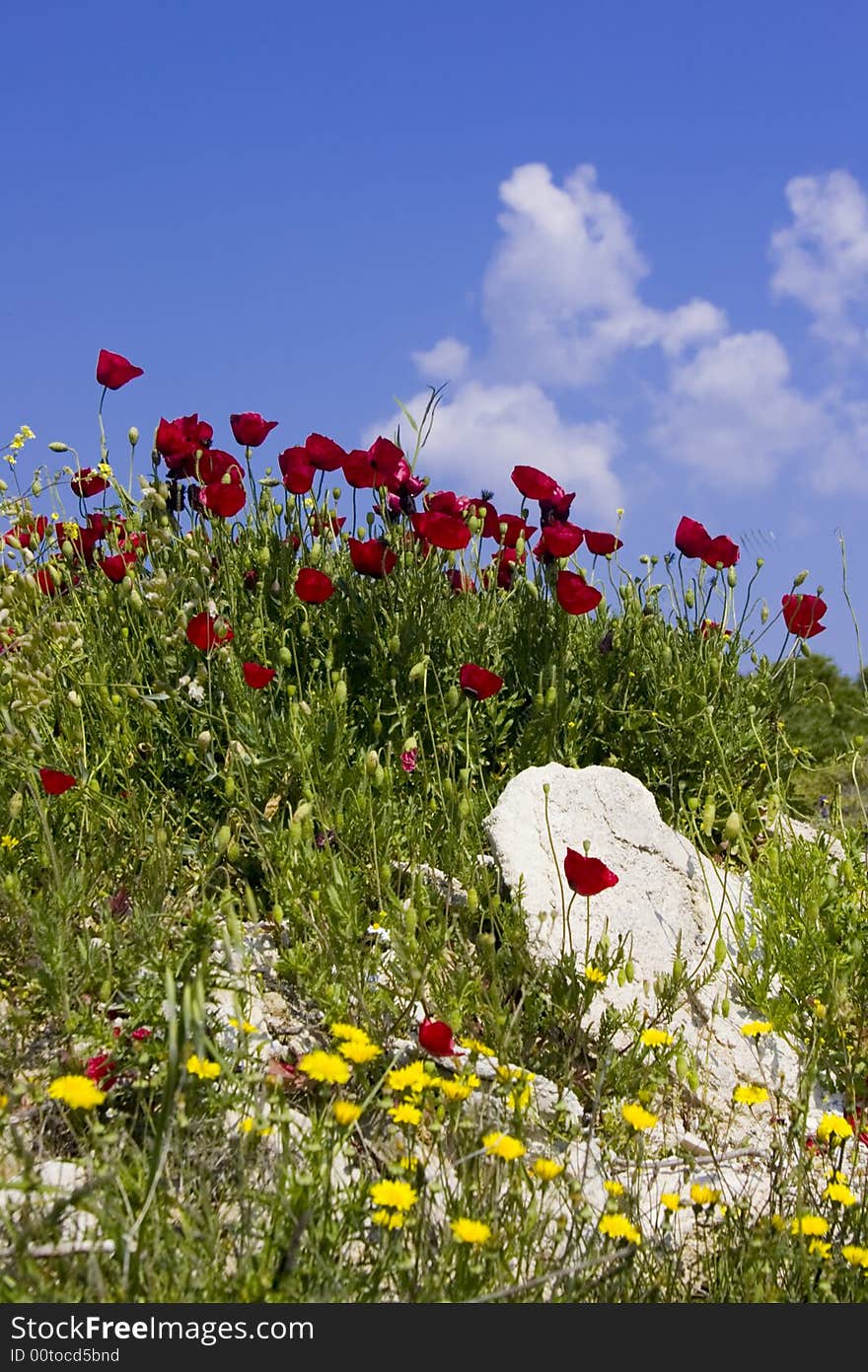 Wild flowers against a blue sky in spring. Wild flowers against a blue sky in spring