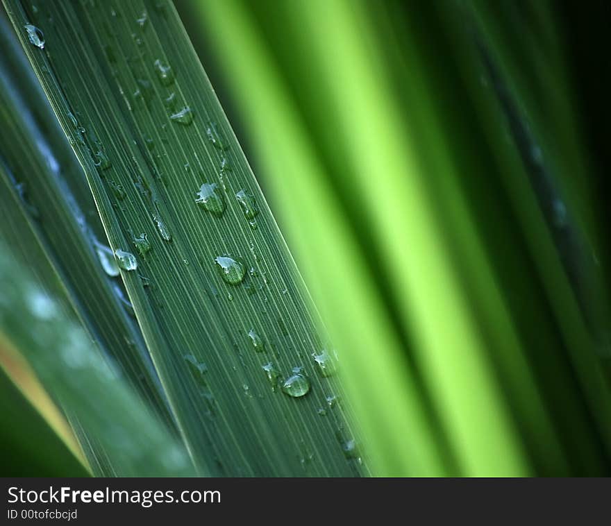 Close-up of rainwater drops on leaf. Suitable for backgrounds. Close-up of rainwater drops on leaf. Suitable for backgrounds.