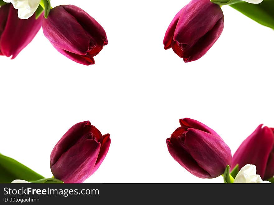 Beautiful background consisting of a bouquet of tulips