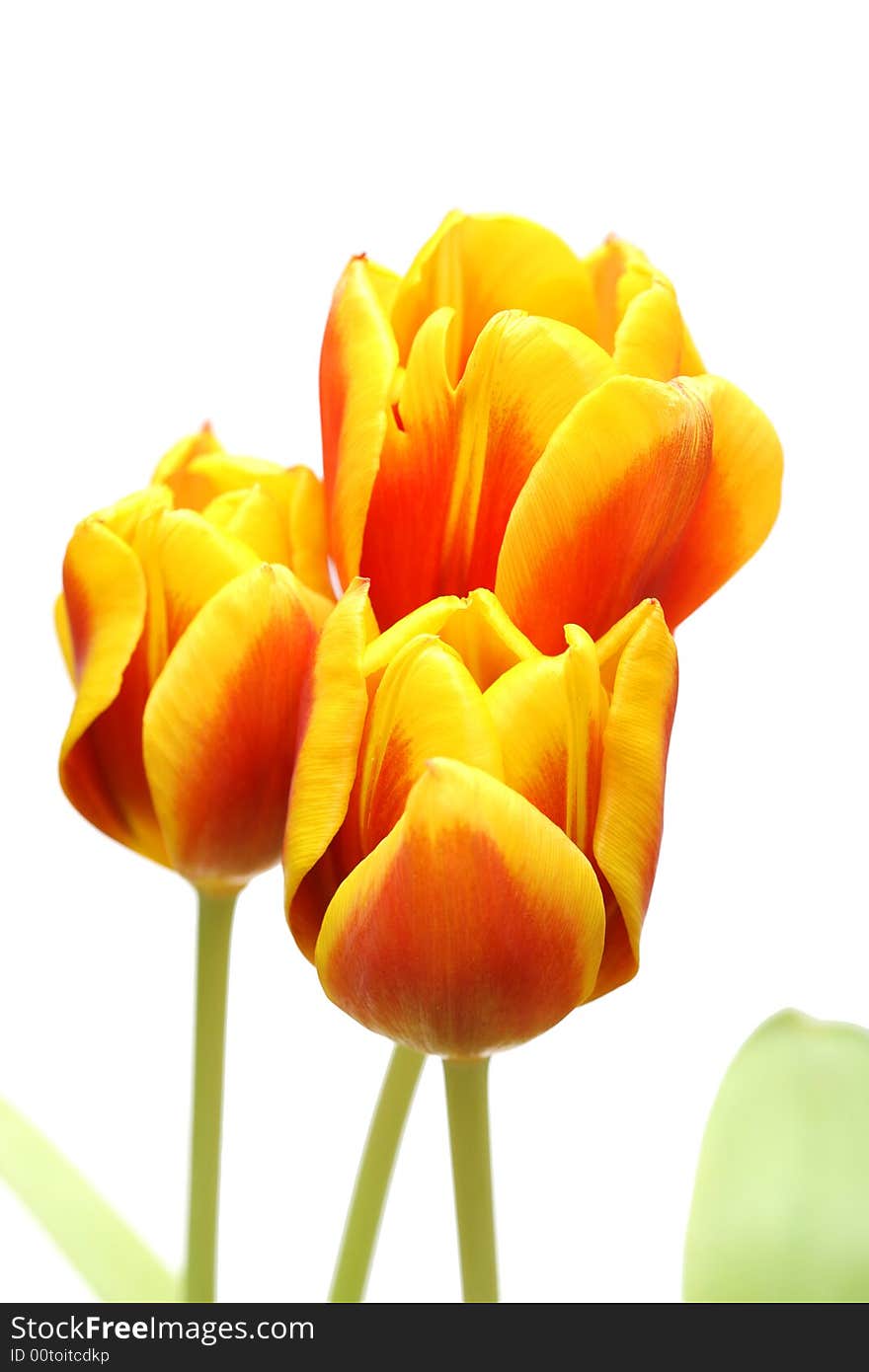 Red tulips on a white background