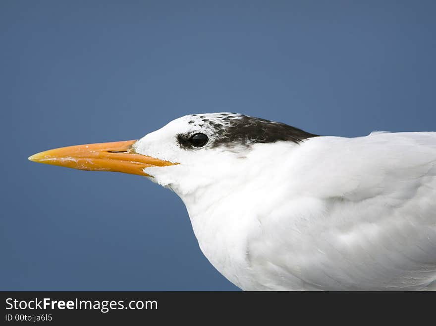 Head Shot Of A Royal Tern