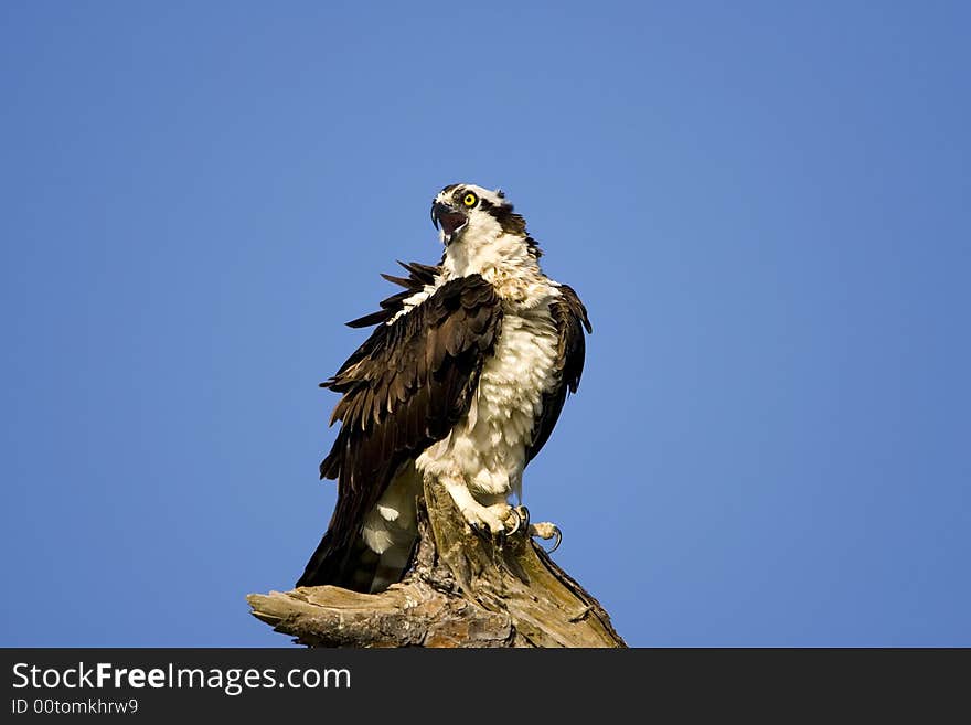 An Osprey Perched In A Tree