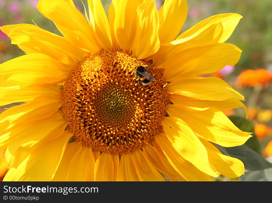 Bumblebee collects nectar