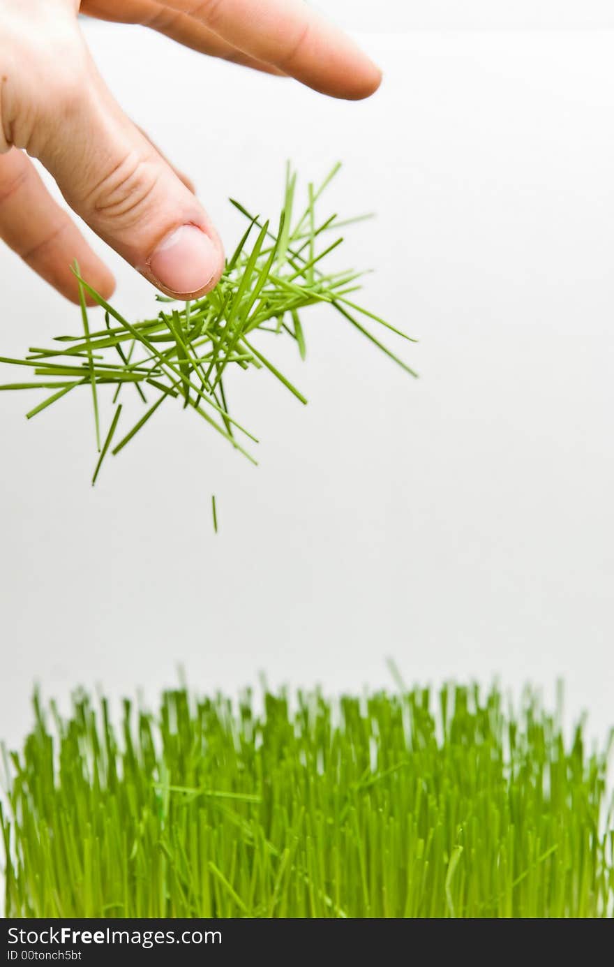 Green grass on white background