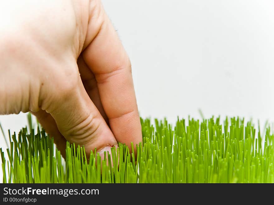 Green grass on white background