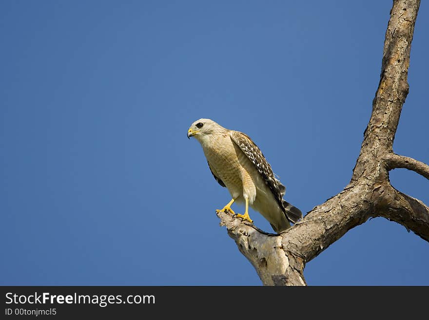 A Red-shouldered Hawk perched