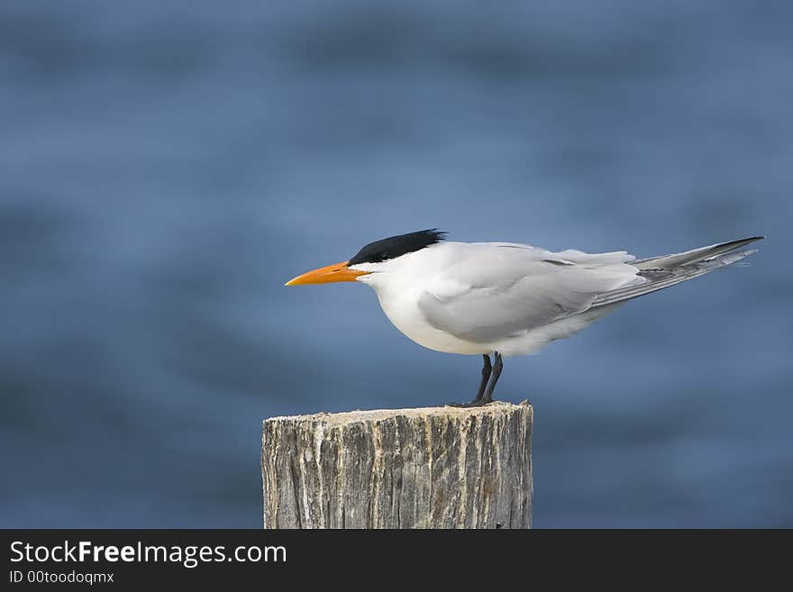 Royal Tern in mating plumage