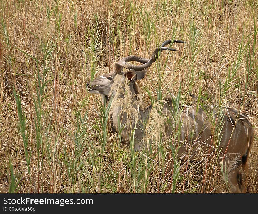 A Kudu in the Kruger National Park, South Africa