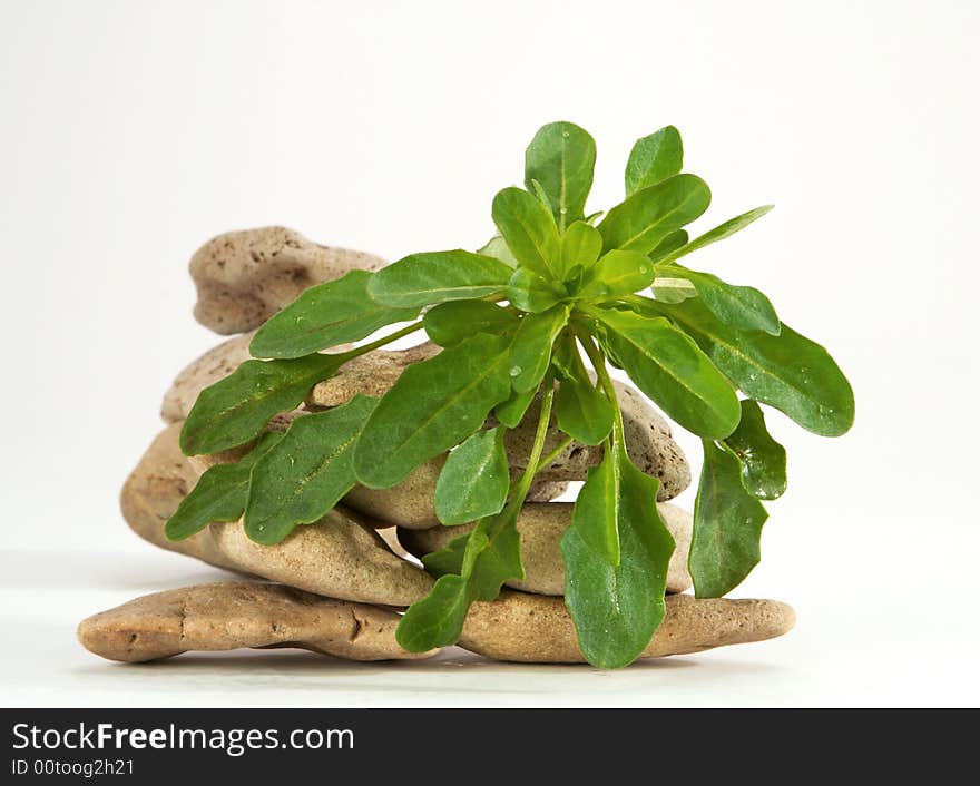 Green grass and wild stones on a white background. Green grass and wild stones on a white background