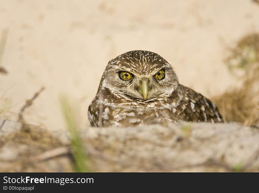 Female Burrowing Owl looks out from the den