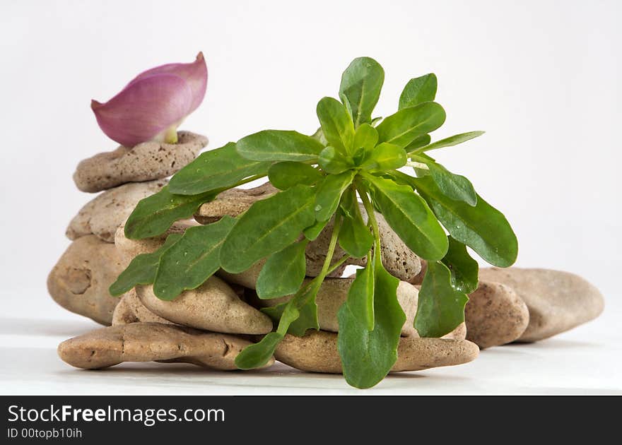 Green grass and wild stones on a white background. Green grass and wild stones on a white background