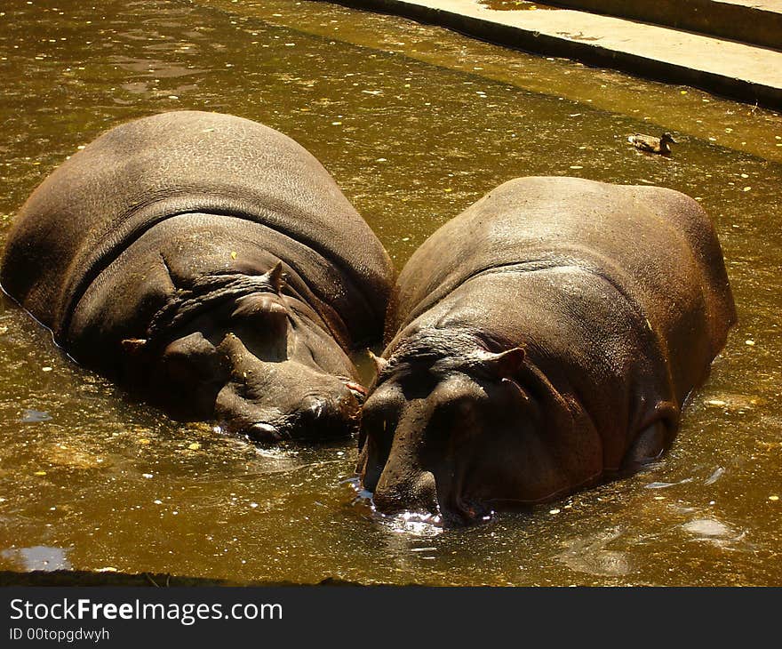 2 hippo in water and small duck. 2 hippo in water and small duck