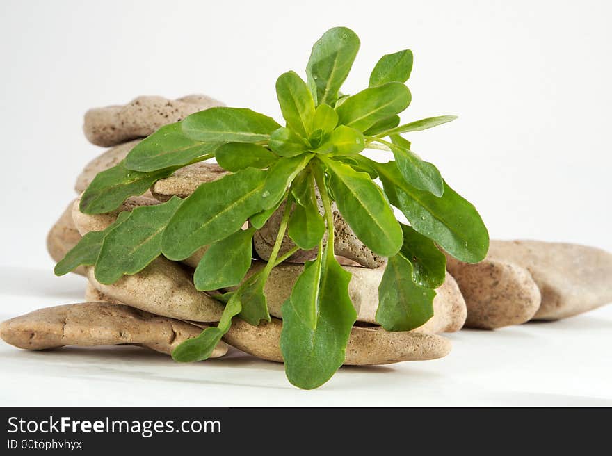 Green grass and wild stones on a white background. Green grass and wild stones on a white background