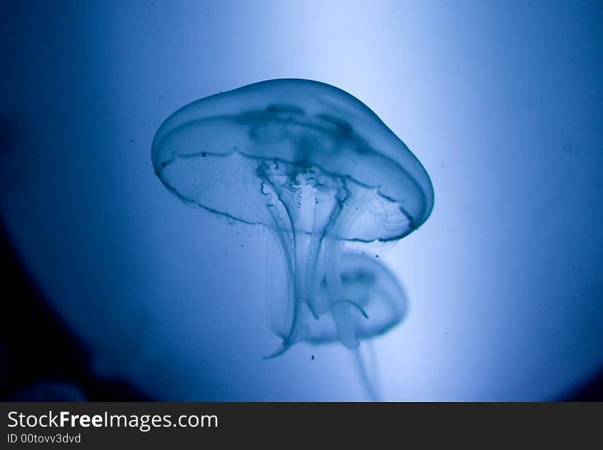 Jellyfish with blue light background. Jellyfish with blue light background