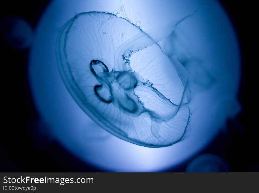 Jellyfish with blue light background. Jellyfish with blue light background