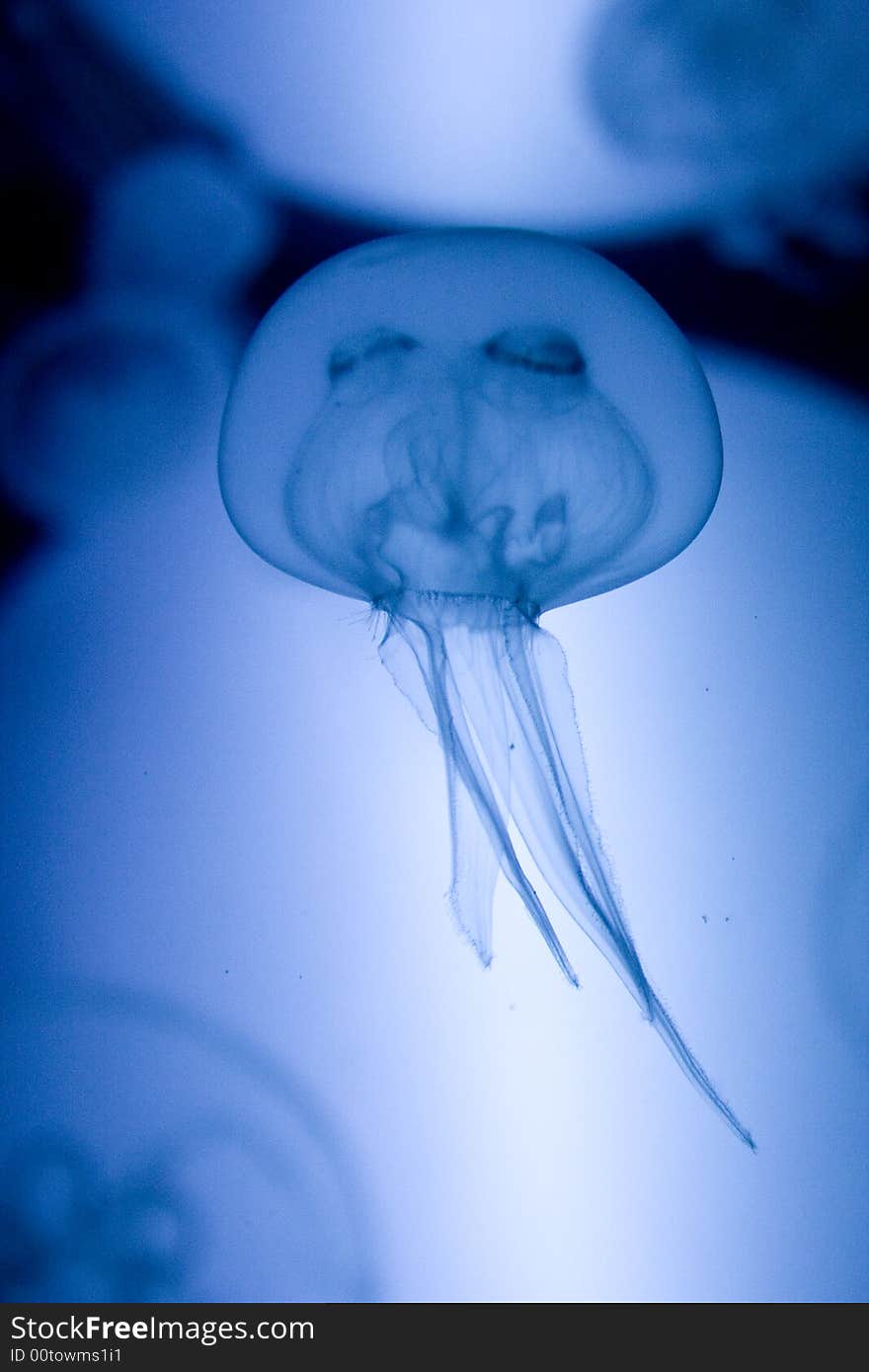 Jellyfish with blue light background. Jellyfish with blue light background