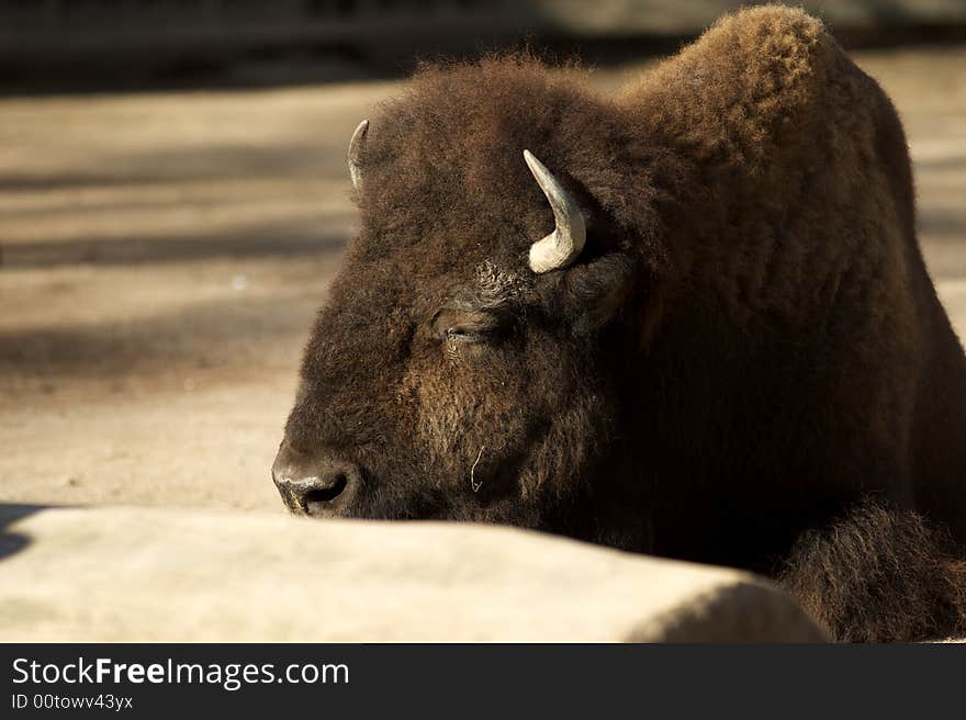 Bison at the zoo,koln.Germany. Bison at the zoo,koln.Germany.