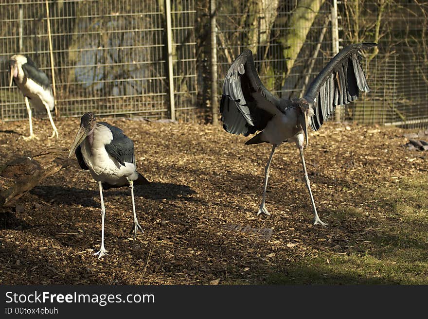 Birds at the zoo, koln.Germany. Birds at the zoo, koln.Germany.