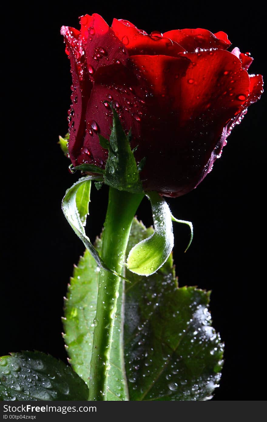 Dark red rose with water droplets.