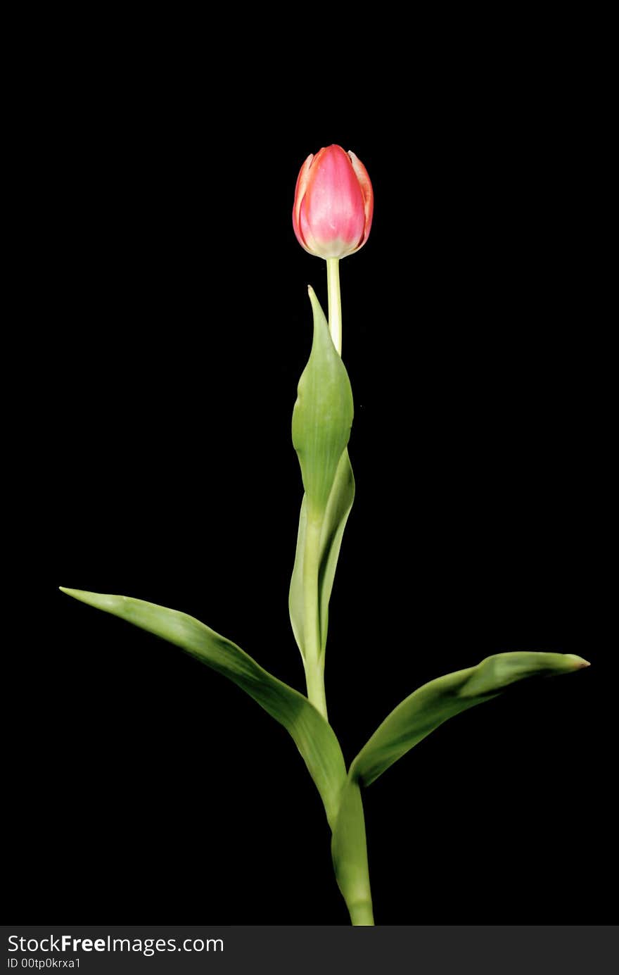 Isolated tulip with black background