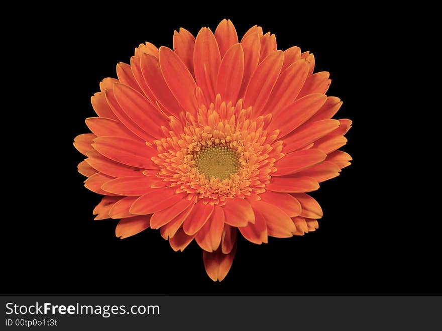 Chrysanthemum