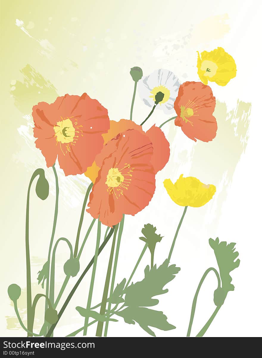 Illustration on textured paint background of Icelandic poppies. Illustration on textured paint background of Icelandic poppies