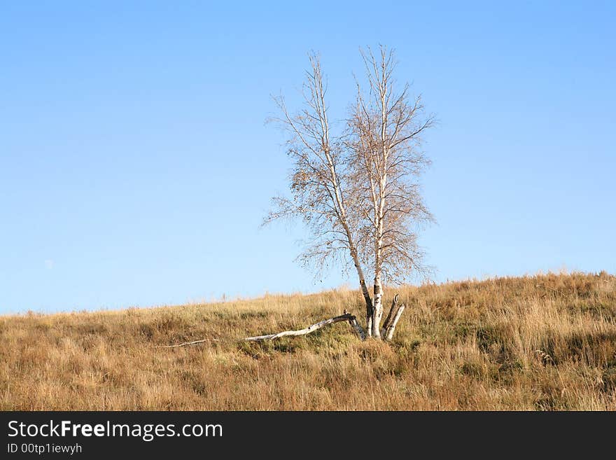 Lone Tree On The Grassy Horizon